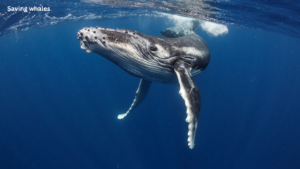 Gray whale swimming near the Golden Gate Bridge during migration in San Francisco Bay