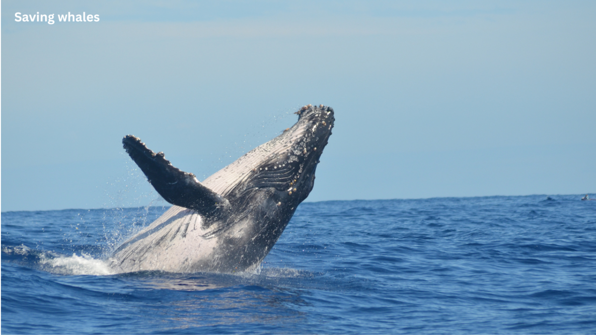 Saving whales in San Francisco as gray whales migrate through San Francisco Bay near busy shipping lanes