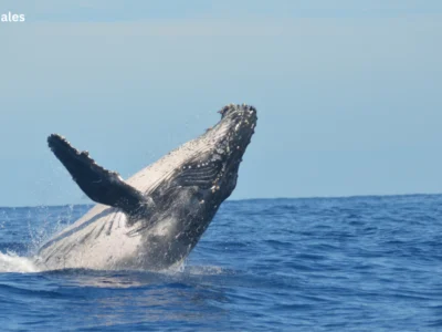Saving whales in San Francisco as gray whales migrate through San Francisco Bay near busy shipping lanes
