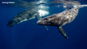 Scientists monitoring gray whales in San Francisco using AI-powered whale detection technology