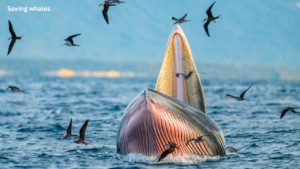 Large cargo ship traveling through San Francisco Bay where migrating gray whales face ship strike risks