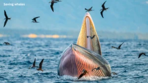 Large cargo ship traveling through San Francisco Bay where migrating gray whales face ship strike risks