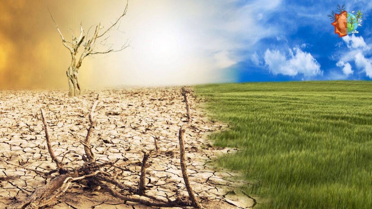 Climate Change Effects on Animals and wildlife facing environmental changes