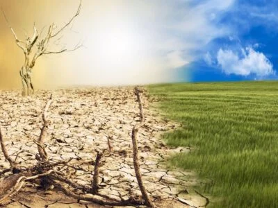 Climate Change Effects on Animals and wildlife facing environmental changes