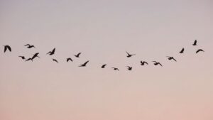 Climate Change Effects on Animals changing wildlife migration patterns