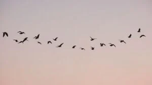 Climate Change Effects on Animals changing wildlife migration patterns