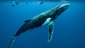 Climate Change Effects on Animals affecting whales and marine ecosystems