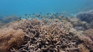 Climate Change Effects on Animals through warming oceans and coral bleaching