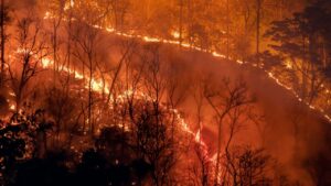 Climate Change Effects on Animals during extreme heat, drought, and wildfires