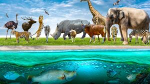 Protecting wildlife from Climate Change Effects on Animals through conservation
