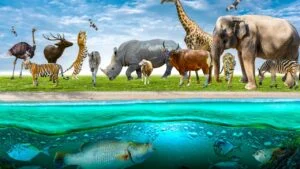 Protecting wildlife from Climate Change Effects on Animals through conservation